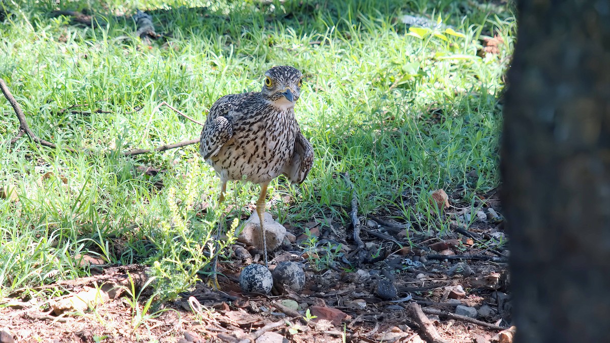 dytík skvrnitý - ML645932783