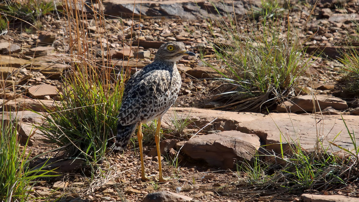 dytík skvrnitý - ML645932784