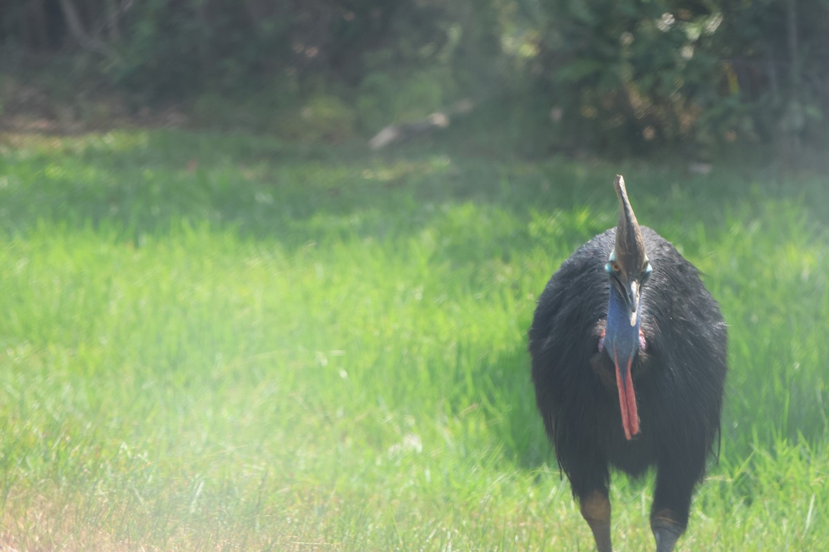 Southern Cassowary - ML645932790