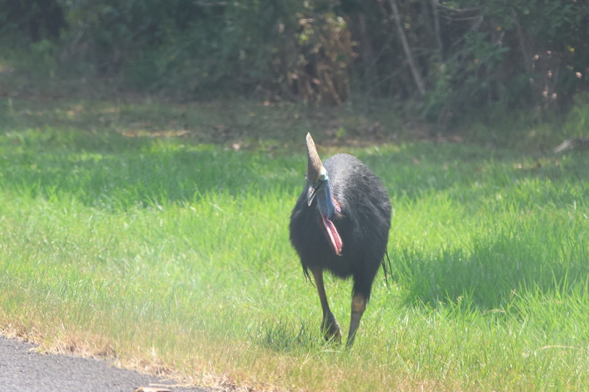 Southern Cassowary - ML645932792