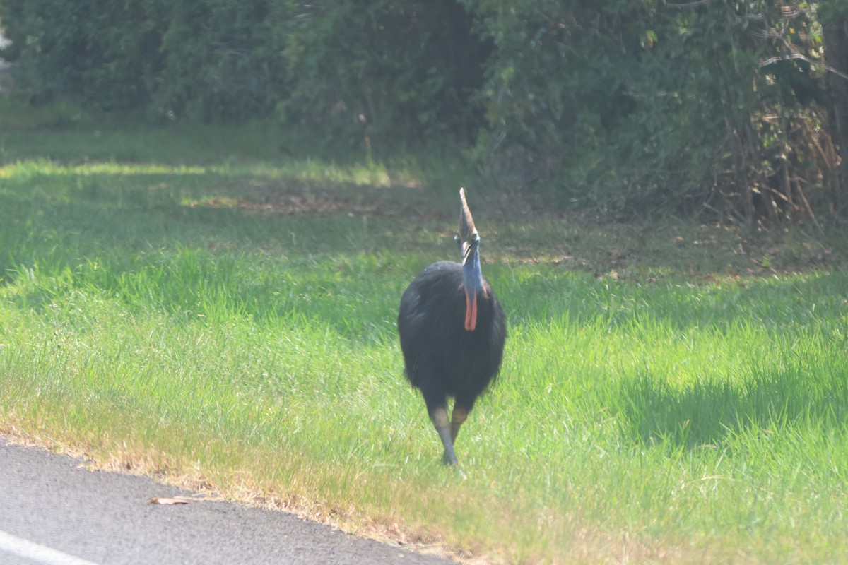 Southern Cassowary - ML645932793
