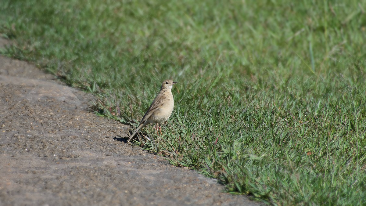 linduška plavá - ML645932795