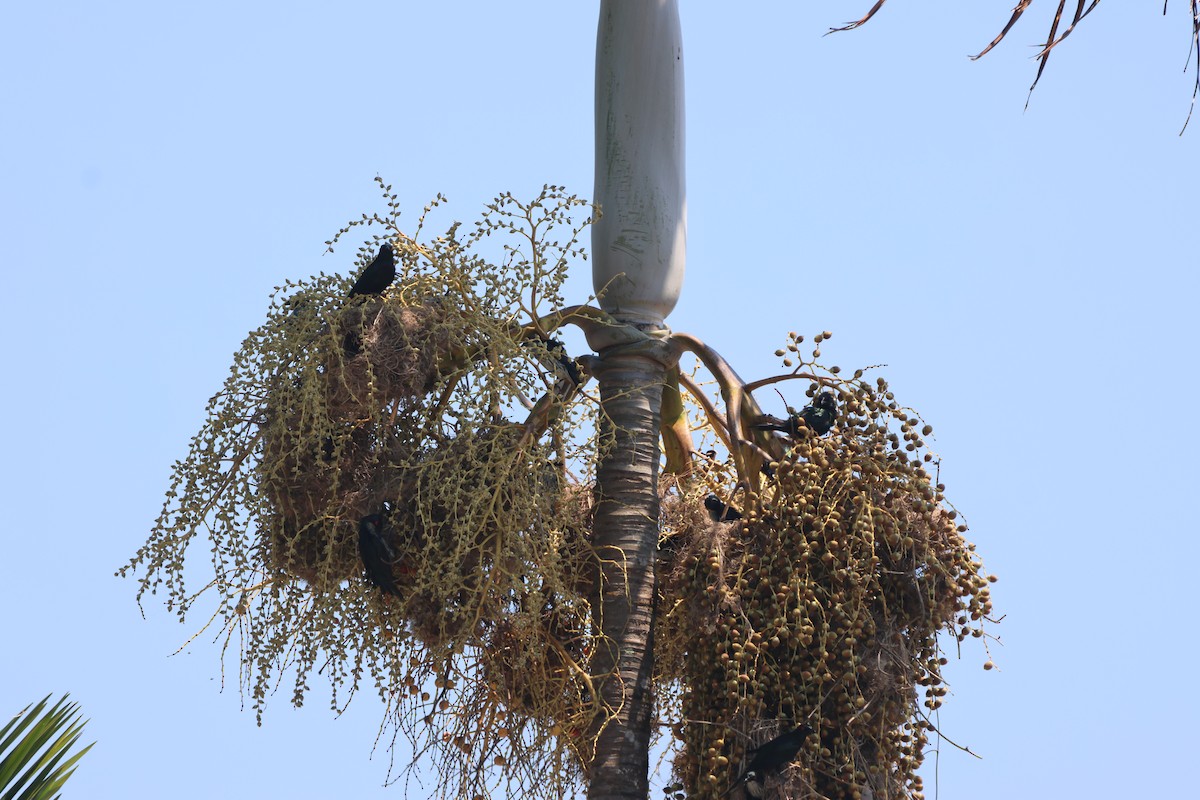 špaček lesklý [skupina metallica] - ML645932797