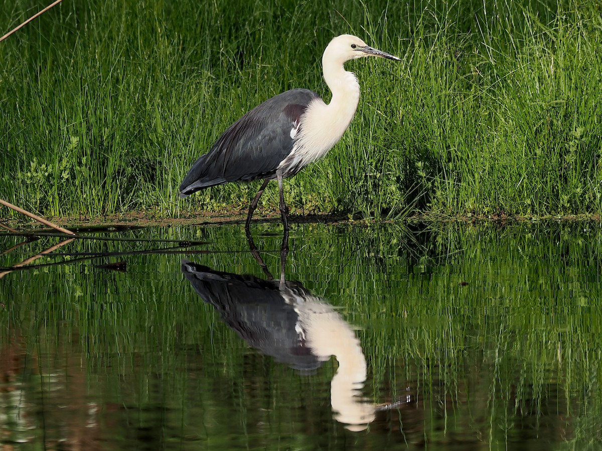 Pacific Heron - ML645932800