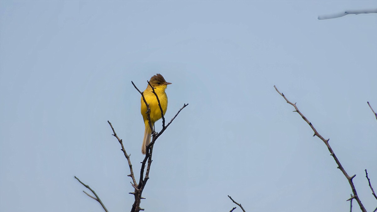 sedmihlásek africký - ML645932803