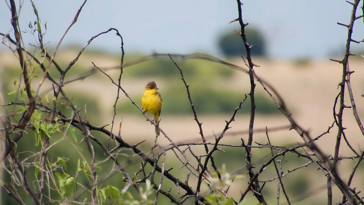 sedmihlásek africký - ML645932804