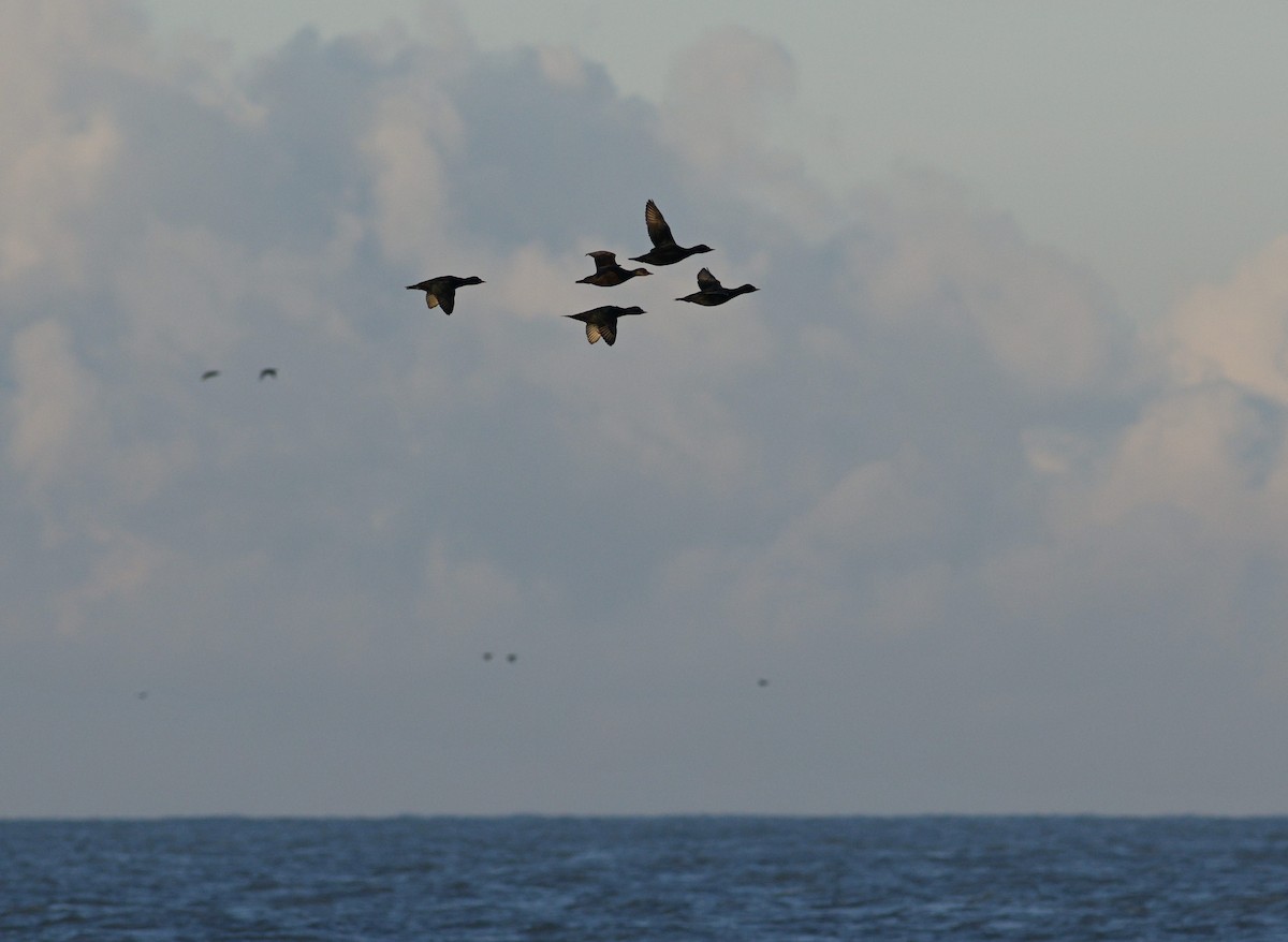 Common Scoter - ML645932805