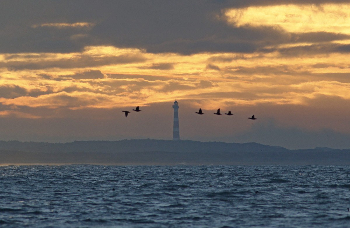 Common Scoter - ML645932806