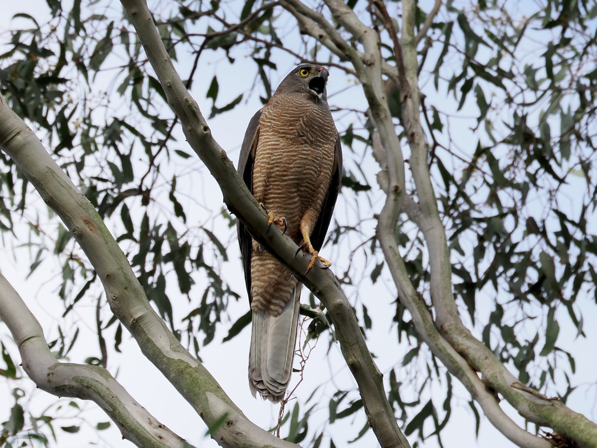 Brown Goshawk - ML645932809