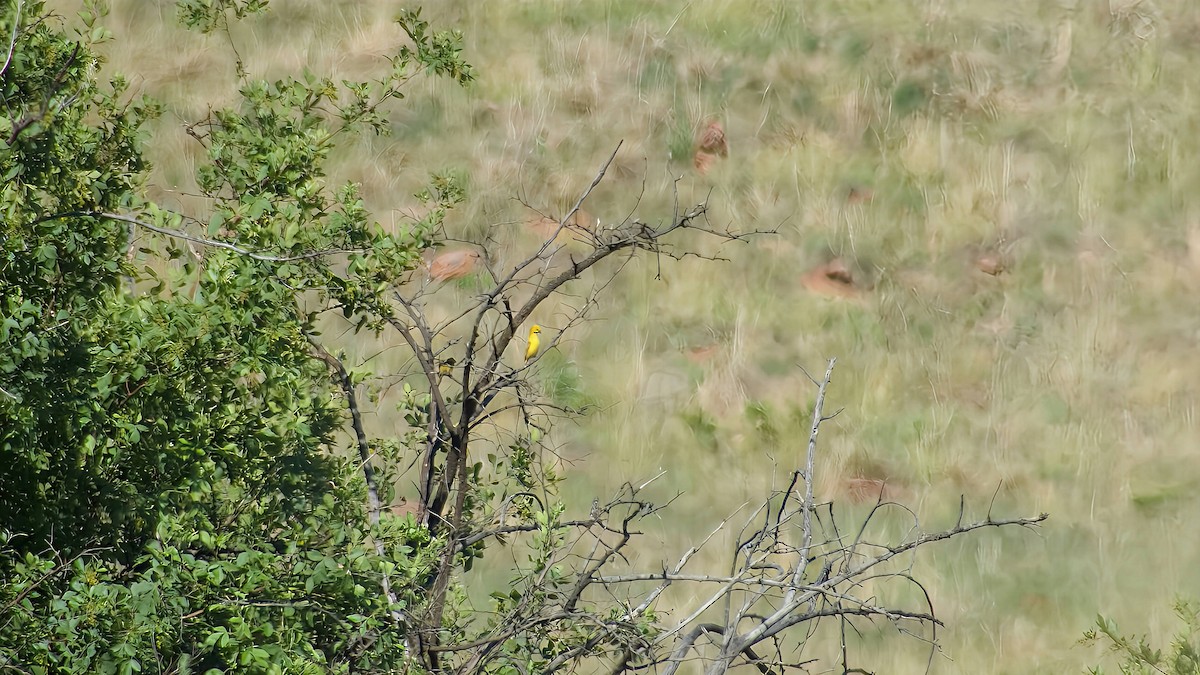 přádelník kukaččí - ML645932811