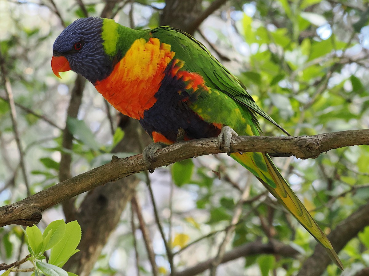 Rainbow Lorikeet - ML645932814