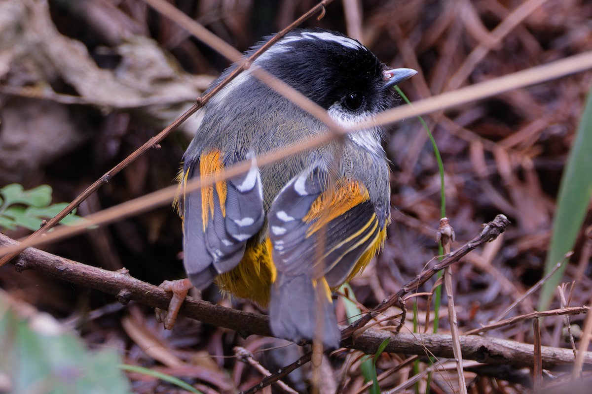 Golden-breasted Fulvetta - ML645932816
