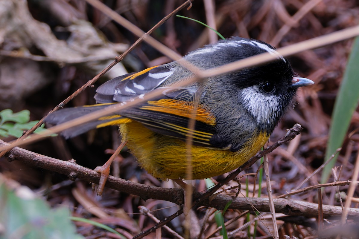 Golden-breasted Fulvetta - ML645932817