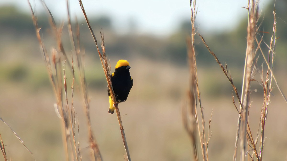 snovač africký - ML645932818