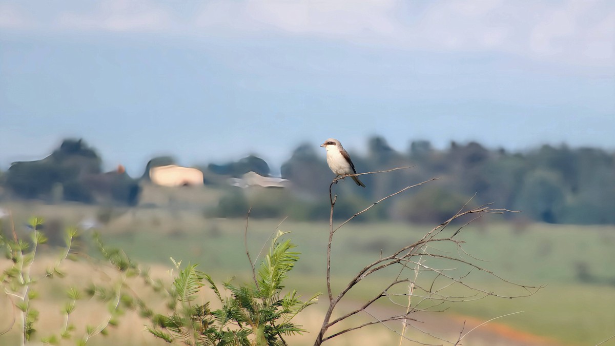 Schwarzstirnwürger - ML645932823