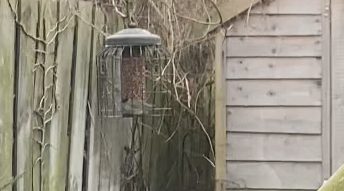 Eurasian Blackcap - ML645932831