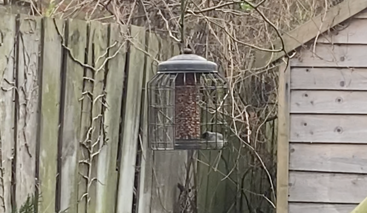 Eurasian Blackcap - ML645932832