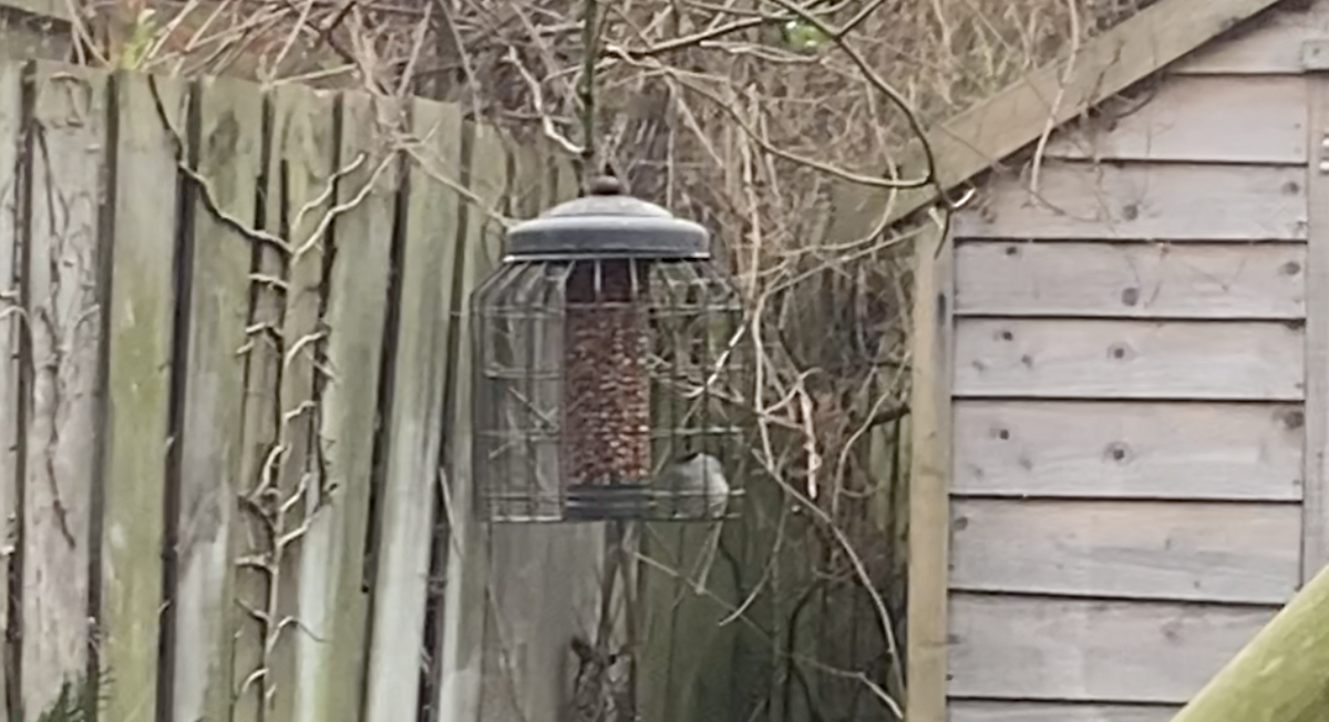 Eurasian Blackcap - ML645932833