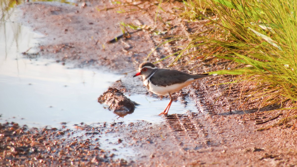 Pluvier à triple collier - ML645932835