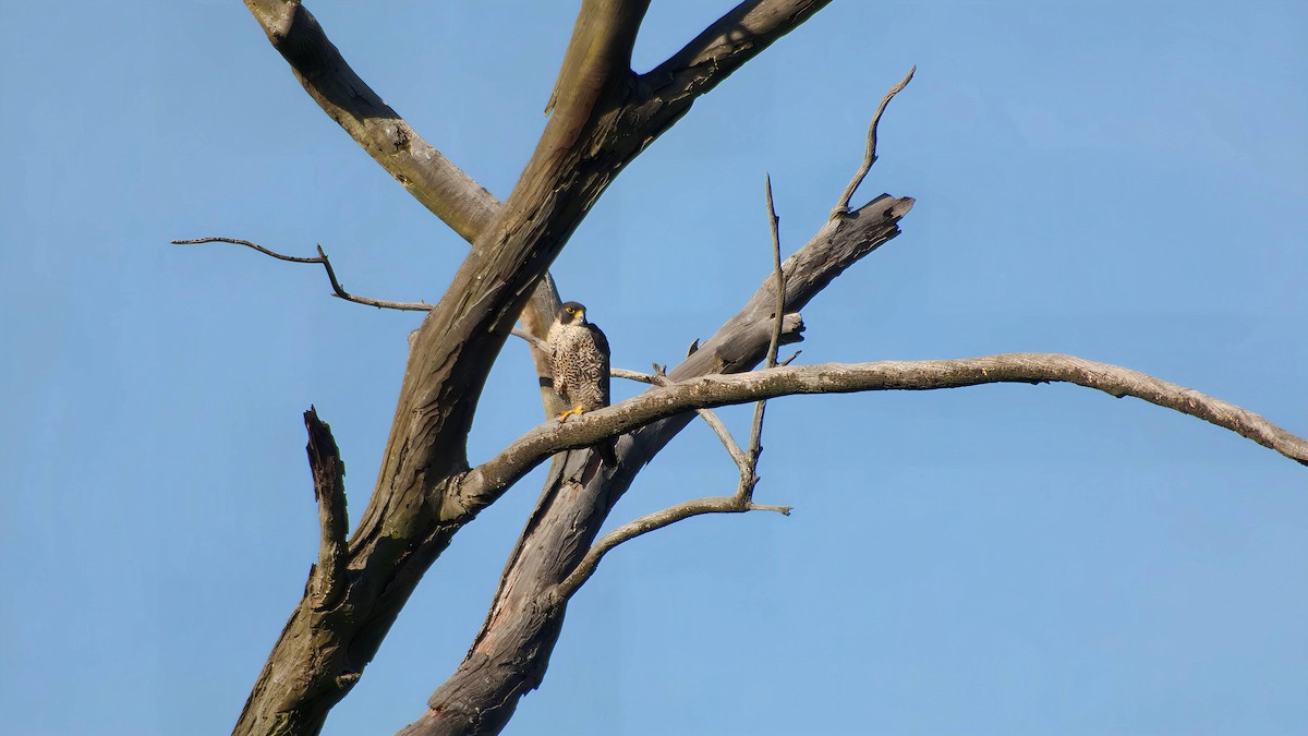 sokol stěhovavý - ML645932843