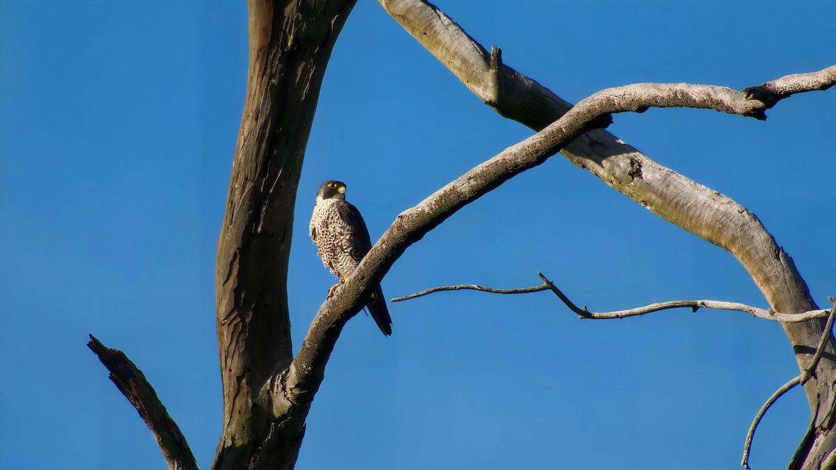 sokol stěhovavý - ML645932844