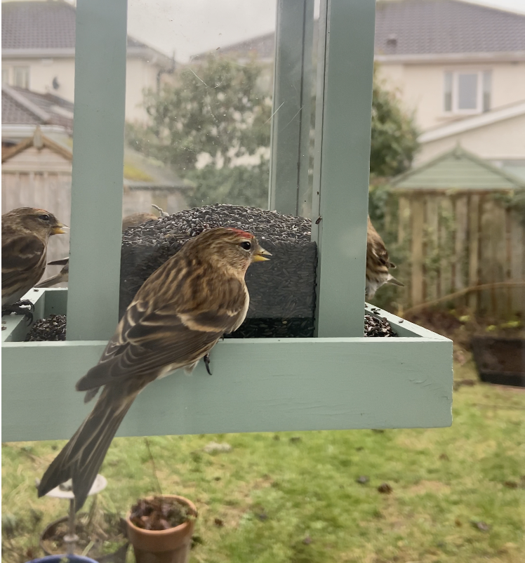 Redpoll - ML645932863