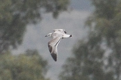 Mediterranean Gull - ML645932867