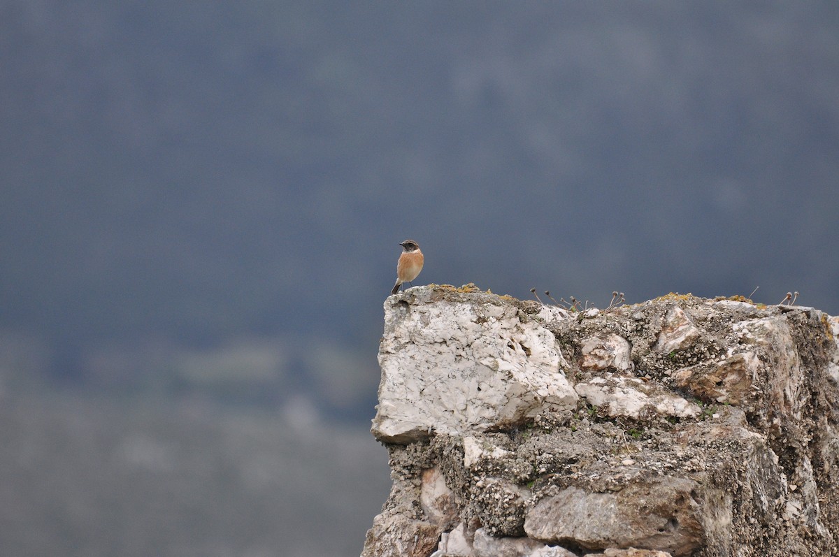 European Stonechat - ML645932891