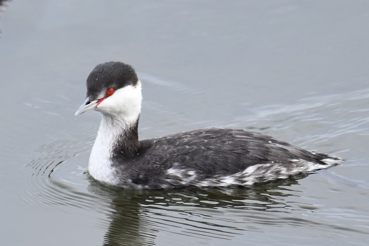 ミミカイツブリ - ML645932897