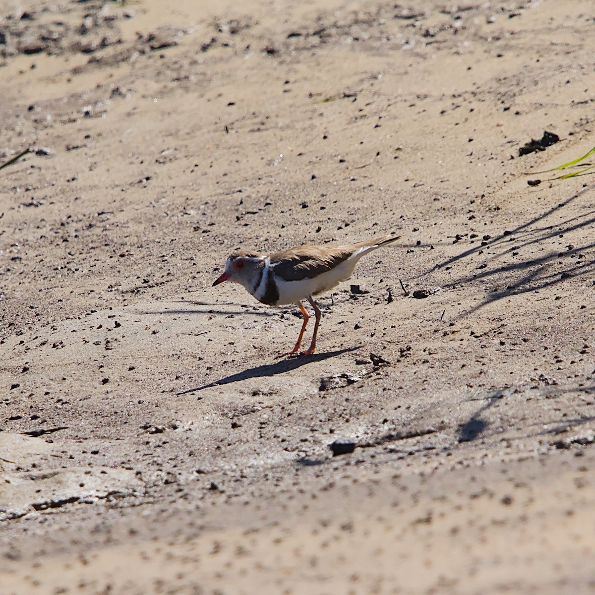Pluvier à triple collier - ML645932906
