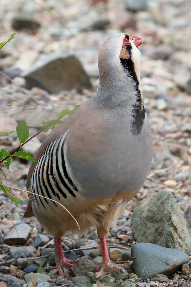 Chukar - ML645932911