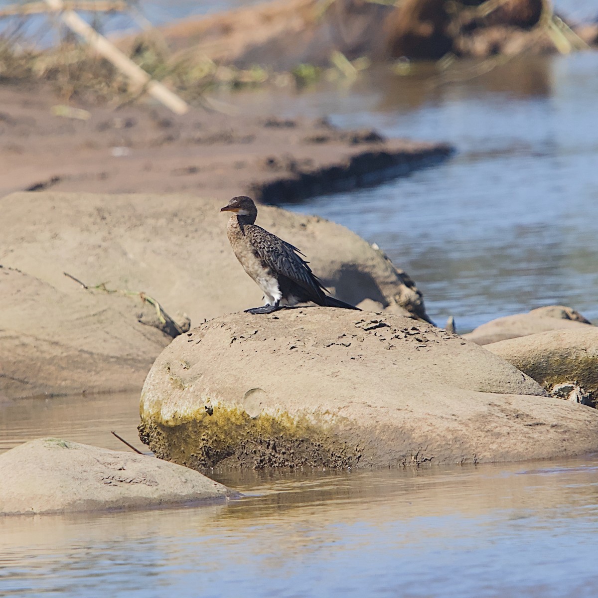 Uzun Kuyruklu Karabatak - ML645932915