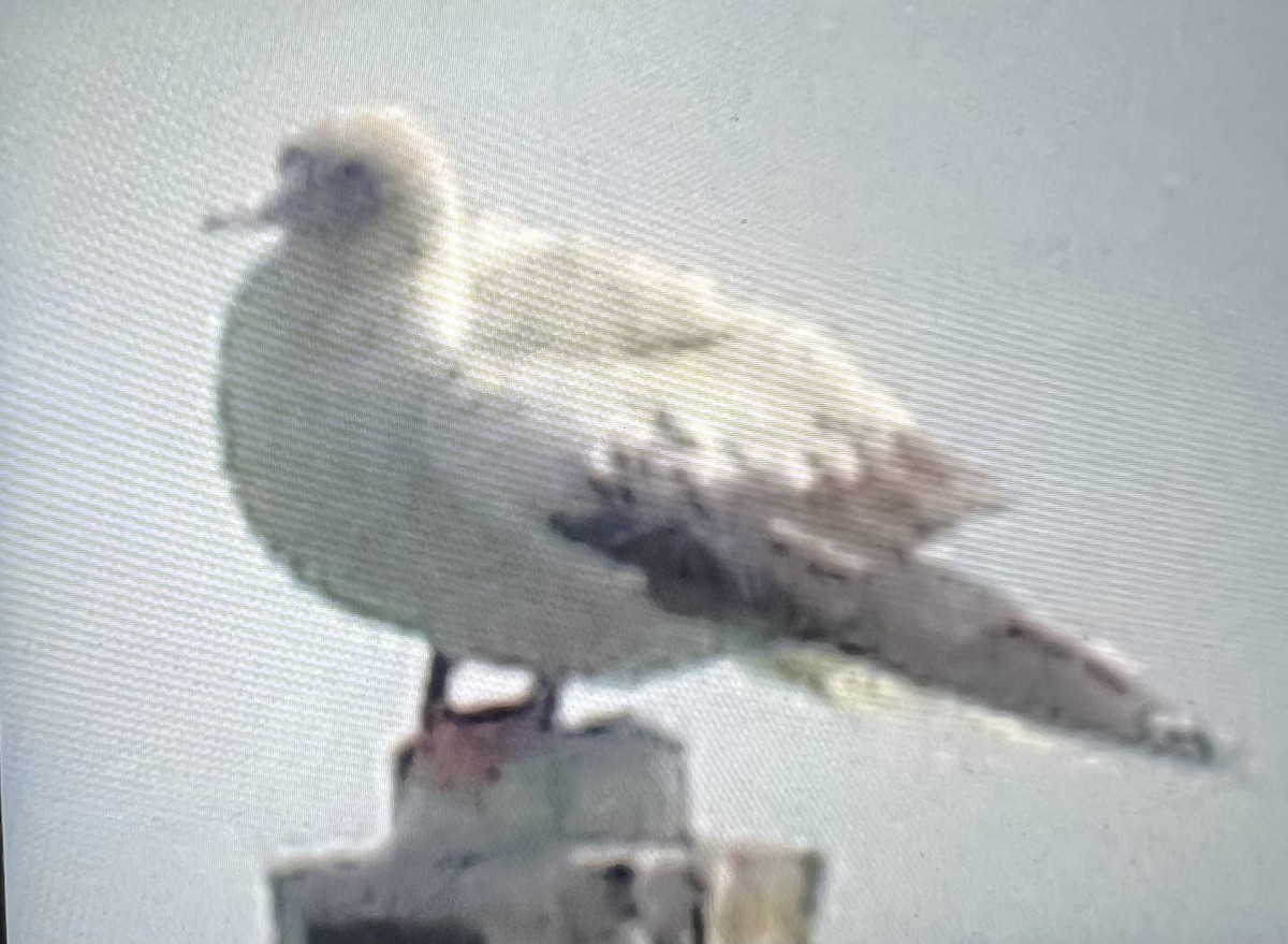 Сула червононога - ML645932918