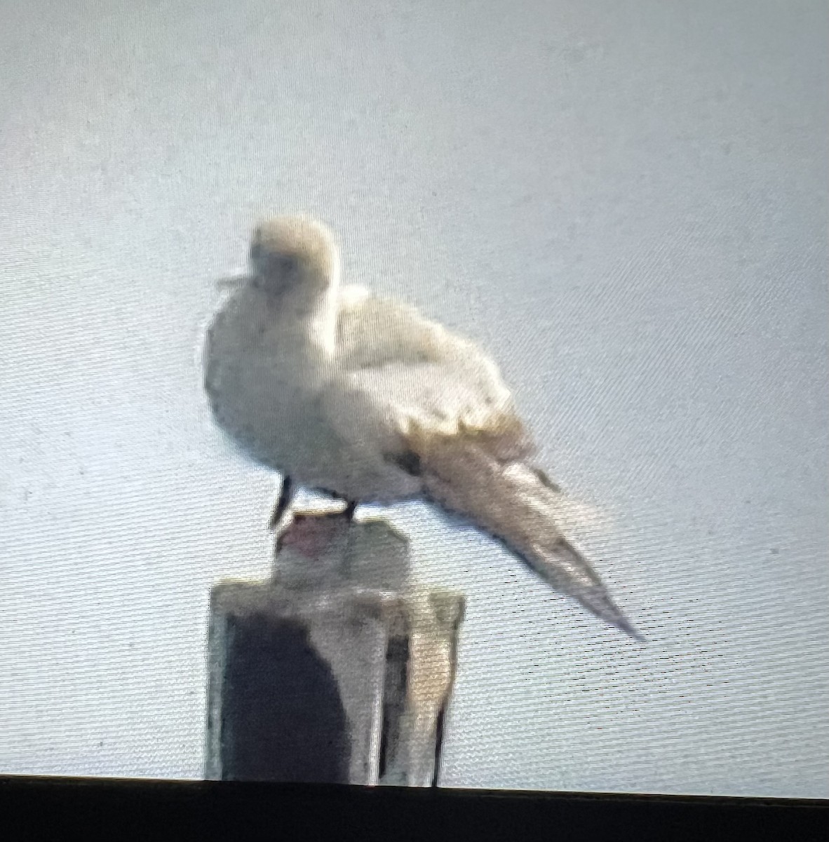 Сула червононога - ML645932919