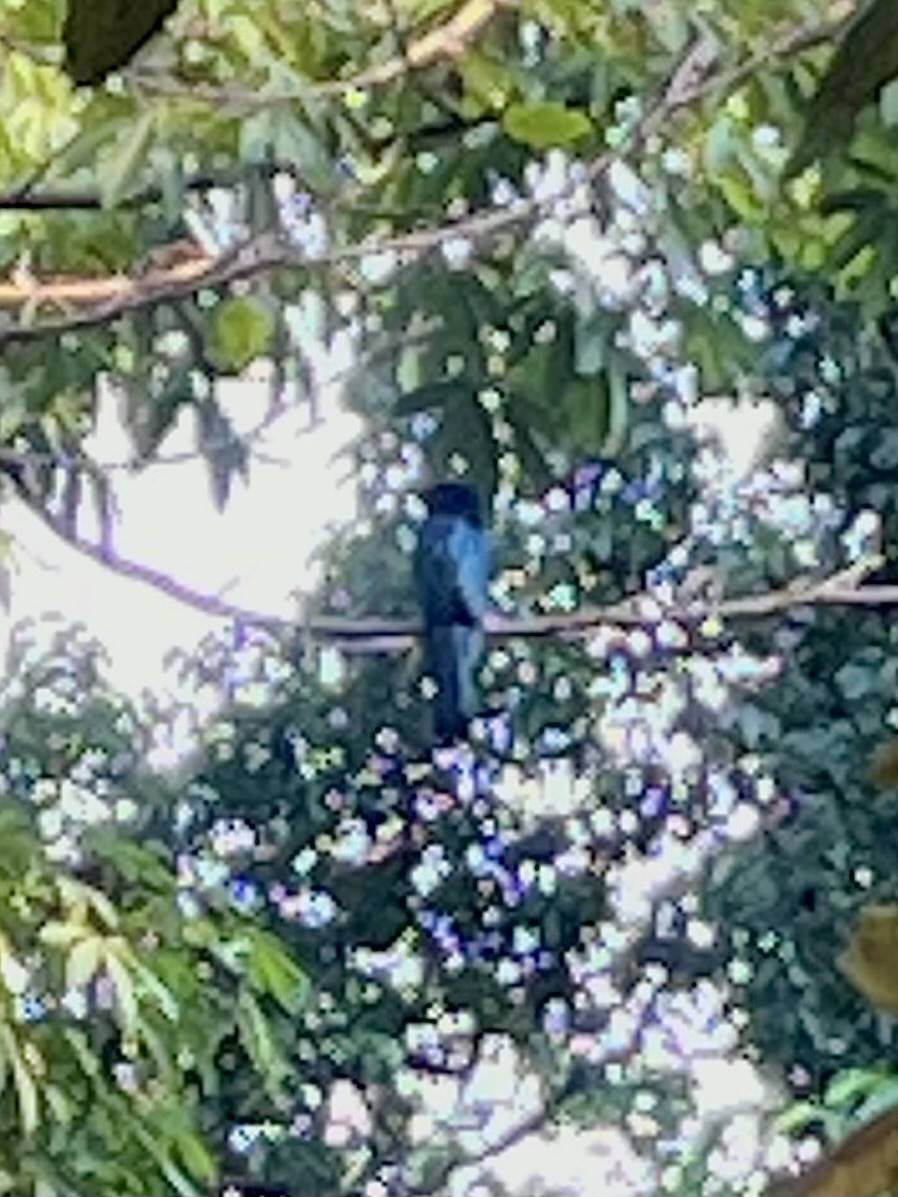 Lesser Racket-tailed Drongo - ML645932922