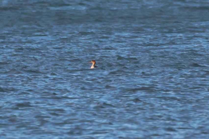 Red-breasted Merganser - ML645932924