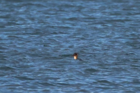 Red-breasted Merganser - ML645932925