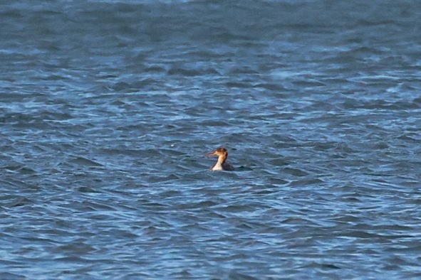 Red-breasted Merganser - ML645932926