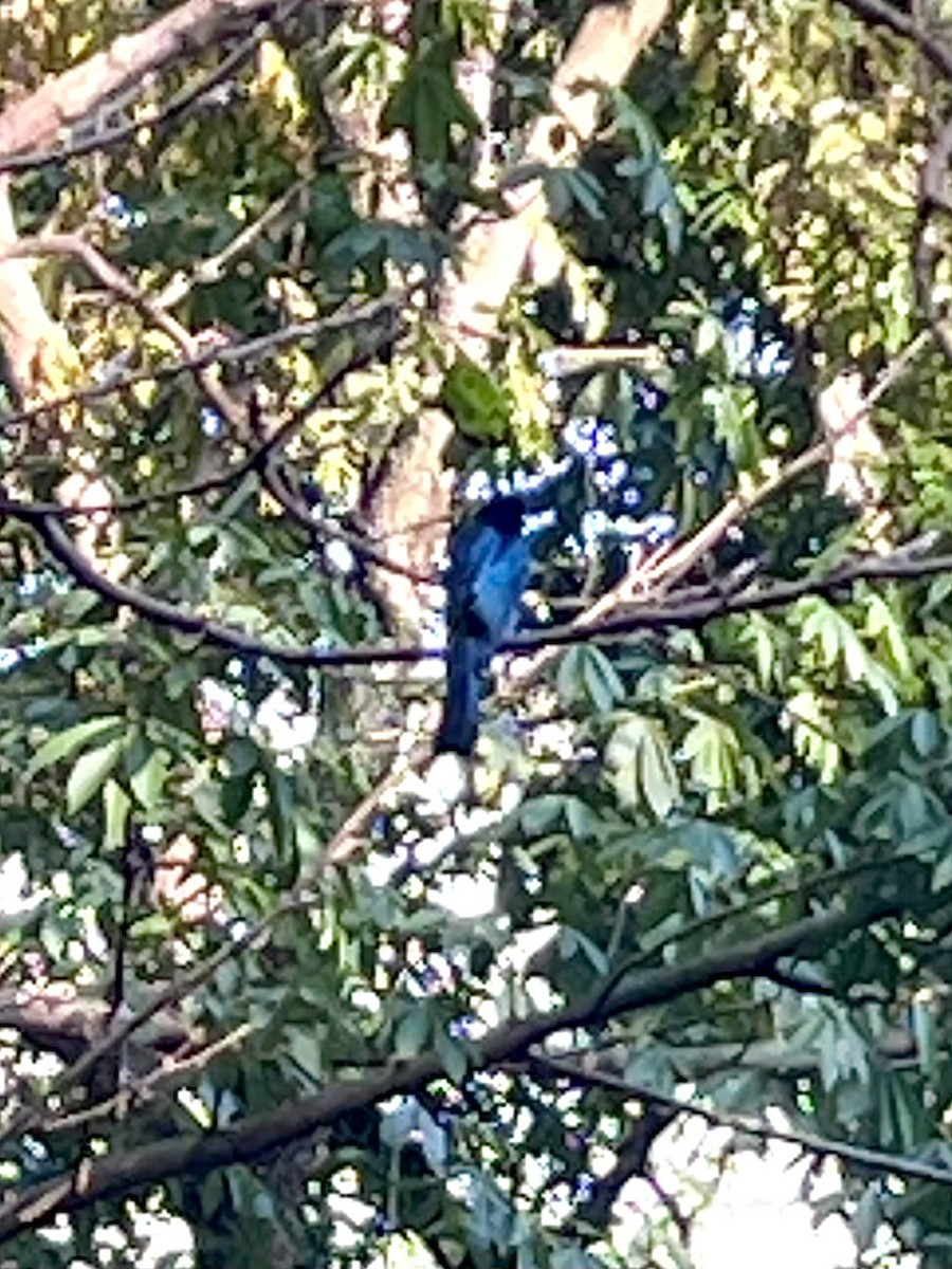 Lesser Racket-tailed Drongo - ML645932928