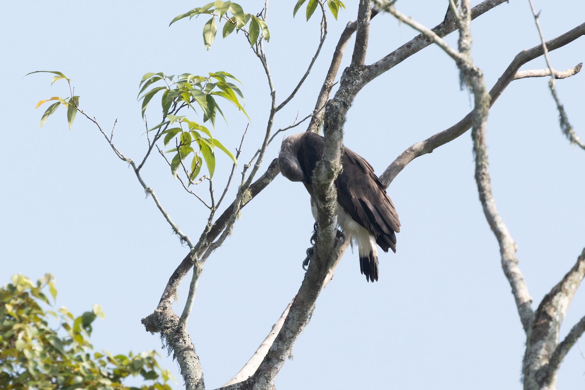 Gray-headed Fish-Eagle - ML645932931