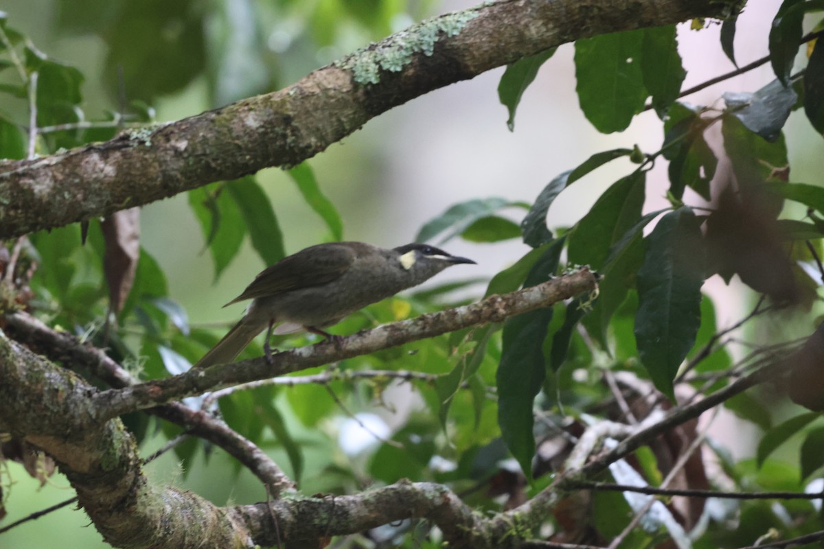 Lewin's Honeyeater - ML645932932