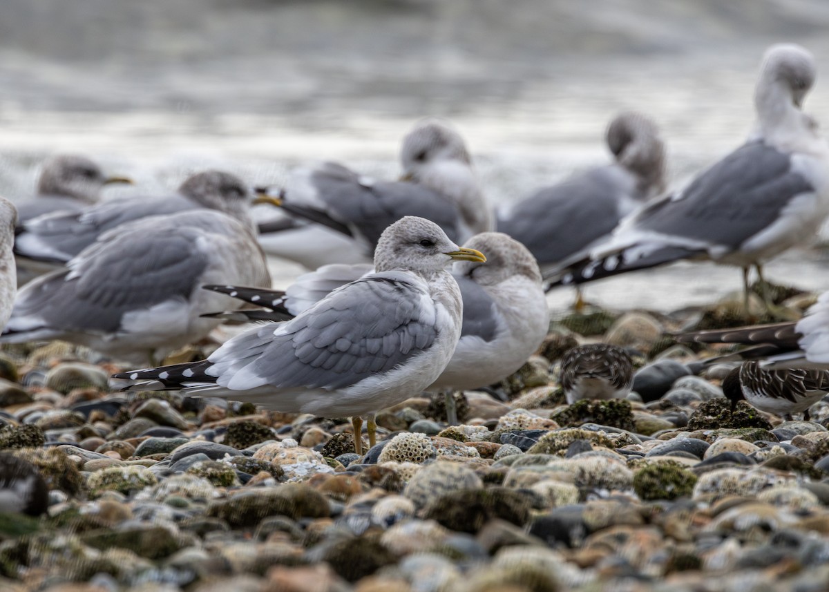 Short-billed Gull - ML645932933