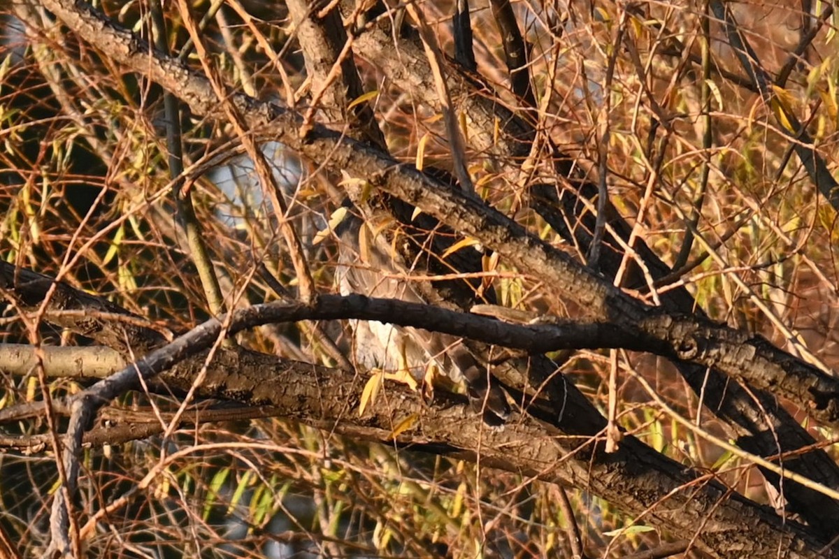 hawk sp. - ML645932934