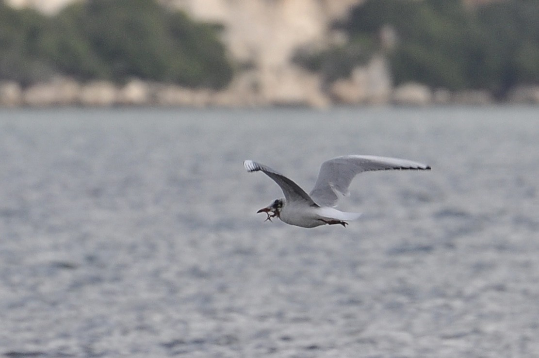 Black-headed Gull - ML645932935