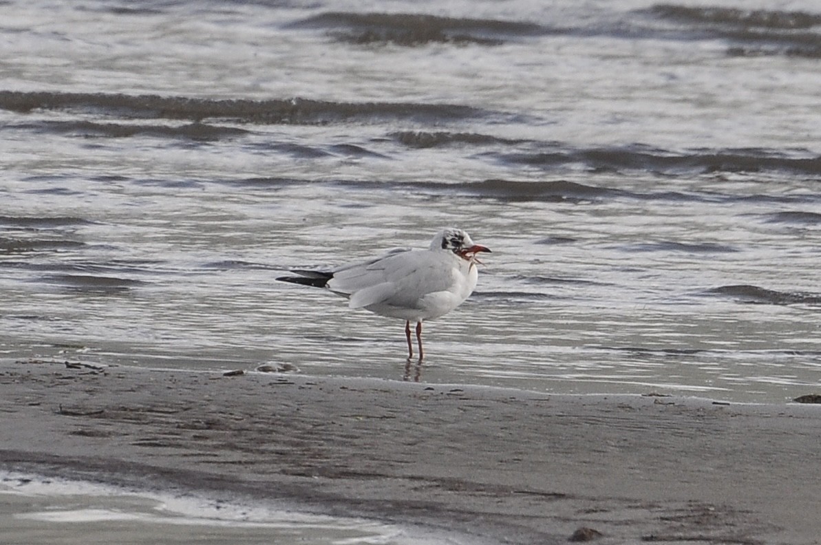 Black-headed Gull - ML645932936