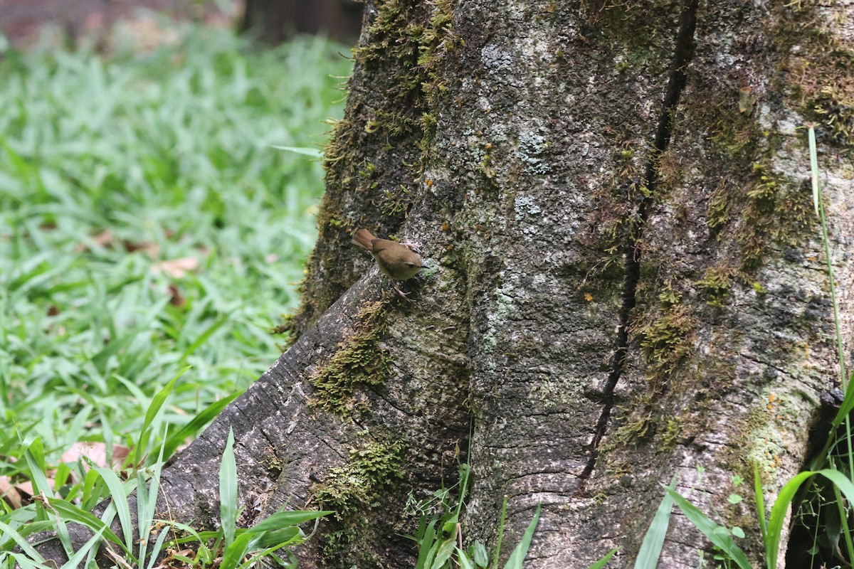 Large-billed Scrubwren - ML645932937