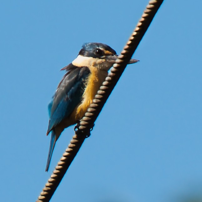 Sacred Kingfisher - ML645932938