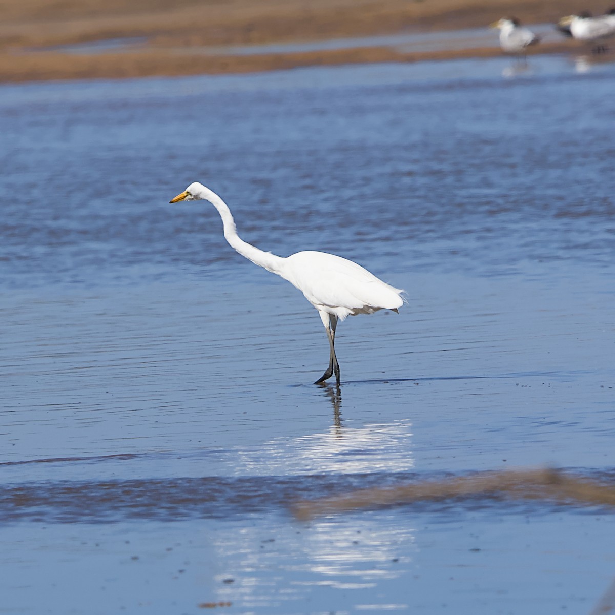 Great Egret - ML645932939