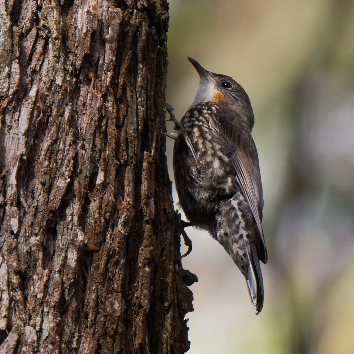 White-throated Treecreeper - ML645932940