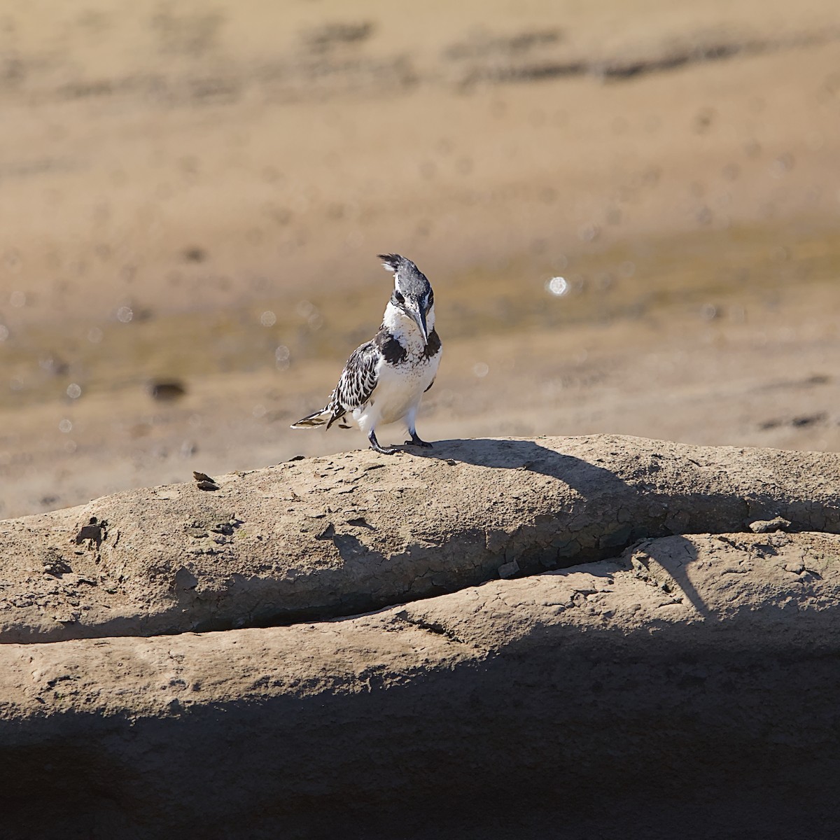 Pied Kingfisher - ML645932941